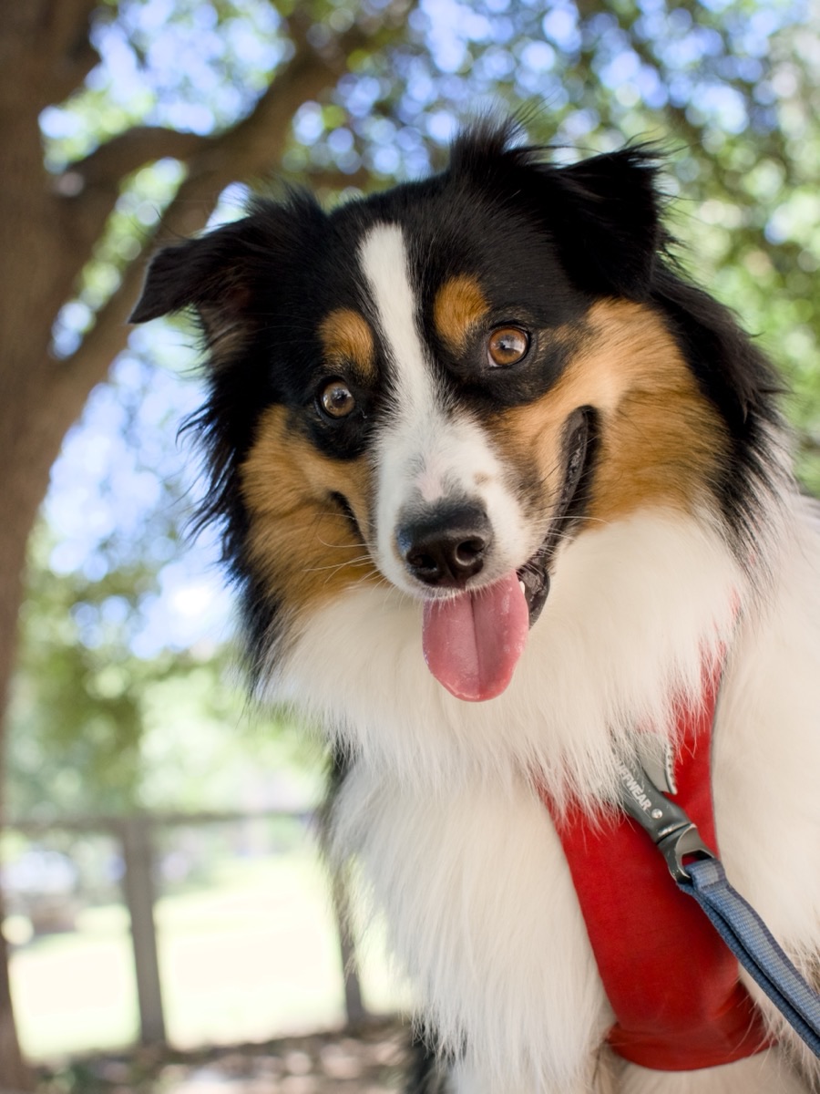 Fangio in his red harness under a shady tree, head tilted and tongue out