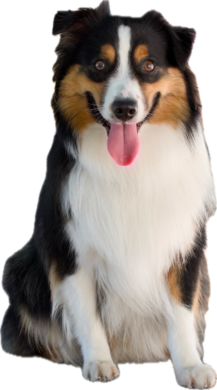Fangio, a tricolor Mini Australian Shepherd, sitting with his tongue out